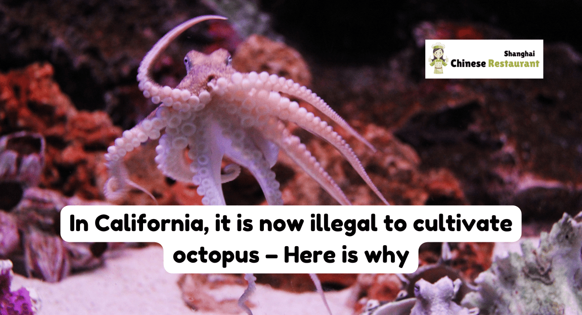 In California, it is now illegal to cultivate octopus - Here is why